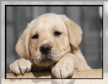 Labrador Retriever