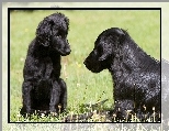 Psy, Dwa, Czarne, Flat coated retriever